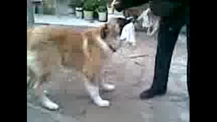 Hera Se Nervi