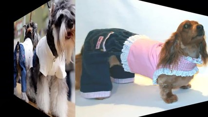 Дънки за кучета - Sean Morey - The Dog Song