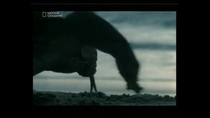 Naked Science - Ancient sea monsters 2