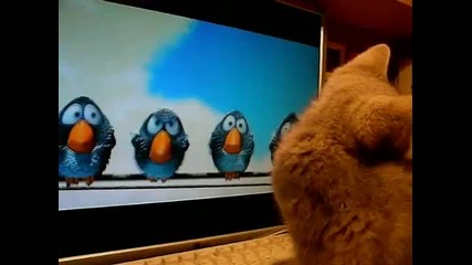 Как котето гледа анимационно филмче