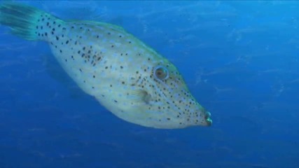 Червено море-приключението на акулата