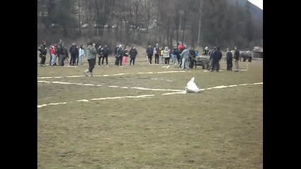 todorovden koptivshtica