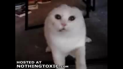 Angry cat - Ядосана котка 