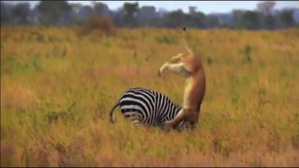 Six Feet Under - Animal Instinct