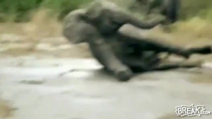 Funny Baby Elephant Slips in Mud 