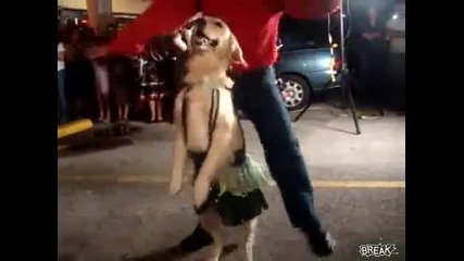 Куче танцува латино 