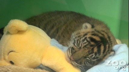 Много сладко Бебе Тигър
