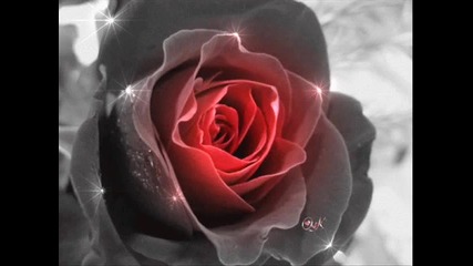 • Roses - Peter White •