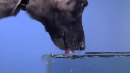 (забавен кадър) Куче пиещо вода 