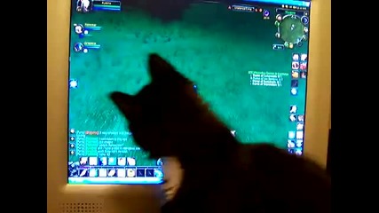 Котка вманиачена по Wow :d:d:d:d:d 