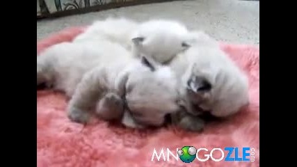 3 хималайски котета 