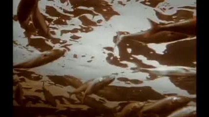 Enigma - M C M X C / A. D. / ( Part # 2 ) 
