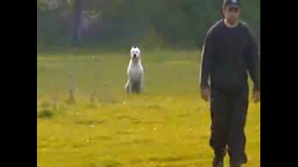 Dogo Argentino