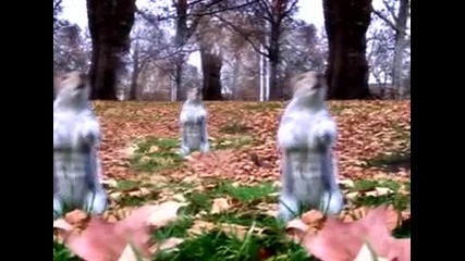 Танцуваща катерица на песен на Michael Jackson