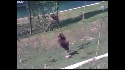 кадри как мечка помага на мъника си
