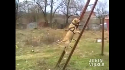 Dog Parkour - Кучешки паркур