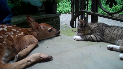 Най-сладурското Видео ! Коте и Сърничка