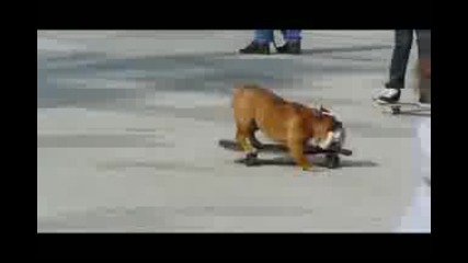 skatebording dog