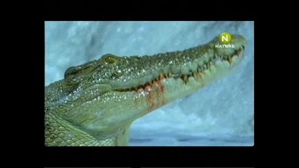 Крокодилски лов