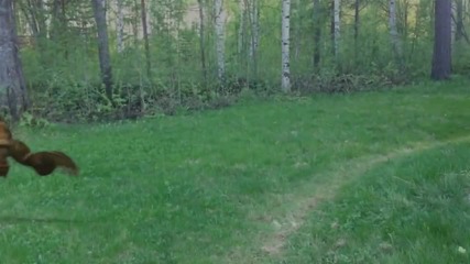 Dragons Vs Dinasours Trailer Miss You Dj 2015 Hd Holywood Studio