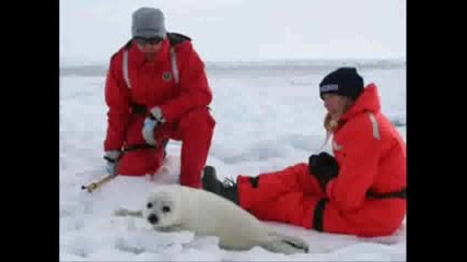 Stop The Seal Hunt
