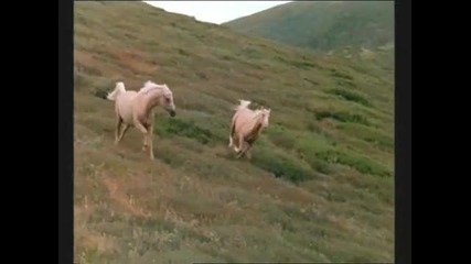 Сребърният Жребец