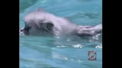 Котенца се учат да плуват (по - точно направо си плуват)