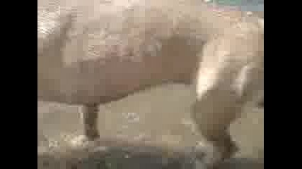 adolf pit bull zida duvar