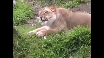 16+ Лъв яде котка (потресаващо) 