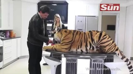 Тигър за домашен любимец