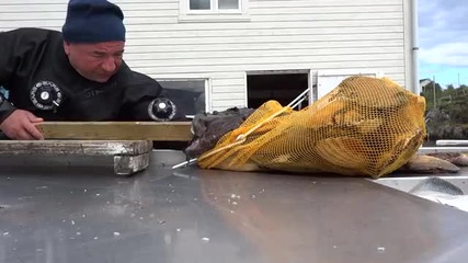 Риба захапва ръката на рибар