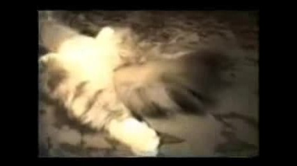 Funny Cats
