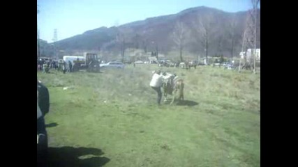 vasil( forca ) ot etropole