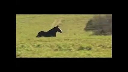 Santa Elba Comediante - Cavalo Crioulo Buti 