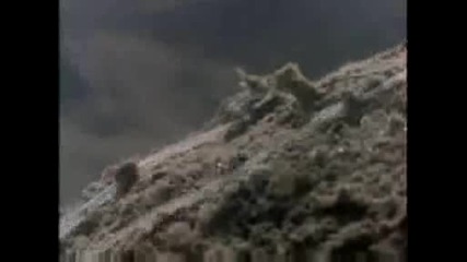 National Geographic - Terebellid Worm