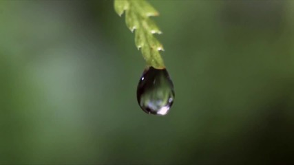 Plants are Badass 