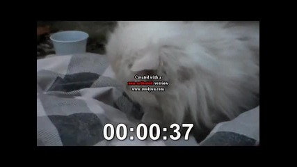 lps-персийската котка