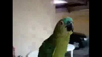 Папагал сопрано