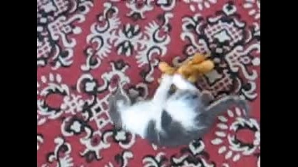 Лудо Коте