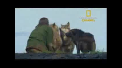 National Geographic Channel A Man Among  Wolves Trailer
