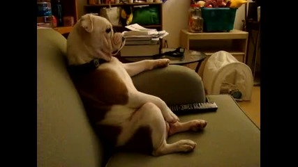 kuche gleda televizia [99 % smqx :d]