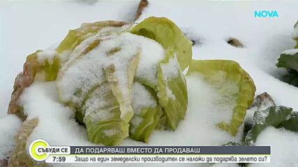 Земеделски производител от Кнежа унищожава тонове зеле заради ниски цени