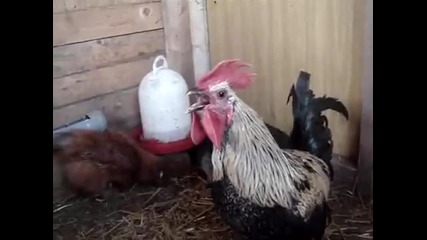 Death Metal Rooster 