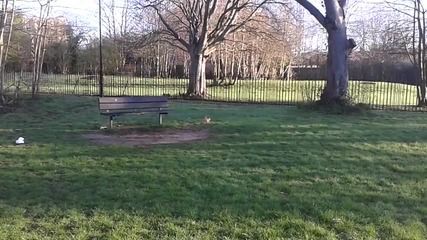 07.04.2015-07.30 h morning time in Greater London park-2