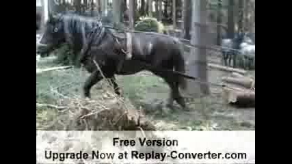 horse logging