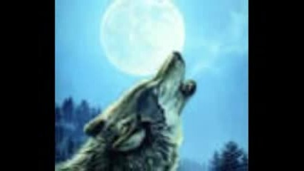 Wolf Call 