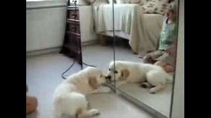Кученце И Огледало
