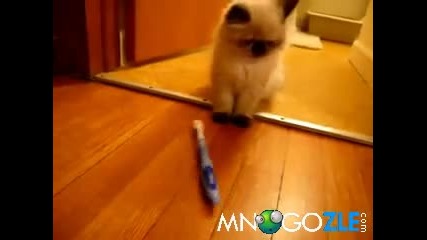 Коте срещу четка за зъби
