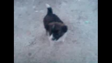 mini dog