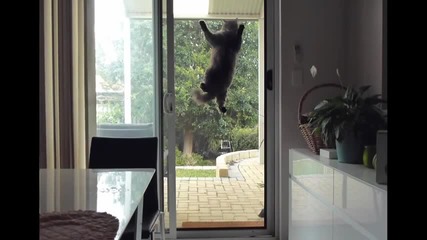 Котка - нинджа